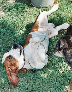 Playing Games with Your Basset Hound