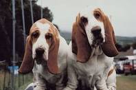 Teaching Your Basset Hound to Walk on a Leash